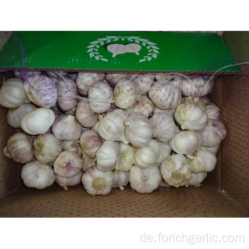 Normale Knoblauch-frische neue Ernte